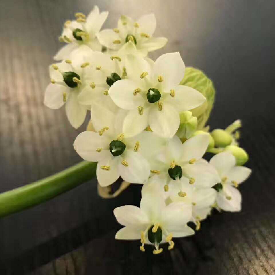 恒伯利亚之星天鹅绒鲜切花新鲜水养配花家用办公云南基地直发 40-50cm