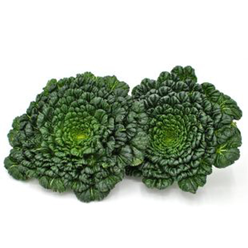 上海小八叶塌菜黑心乌塌菜种子高产耐寒春秋播种田园庭院黑菜种子 小