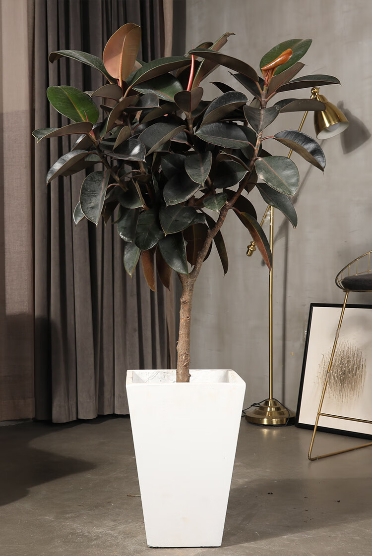 8wl黑金刚橡皮树盆栽绿植物室内客厅大型吸甲醛观叶净化空气新房家用