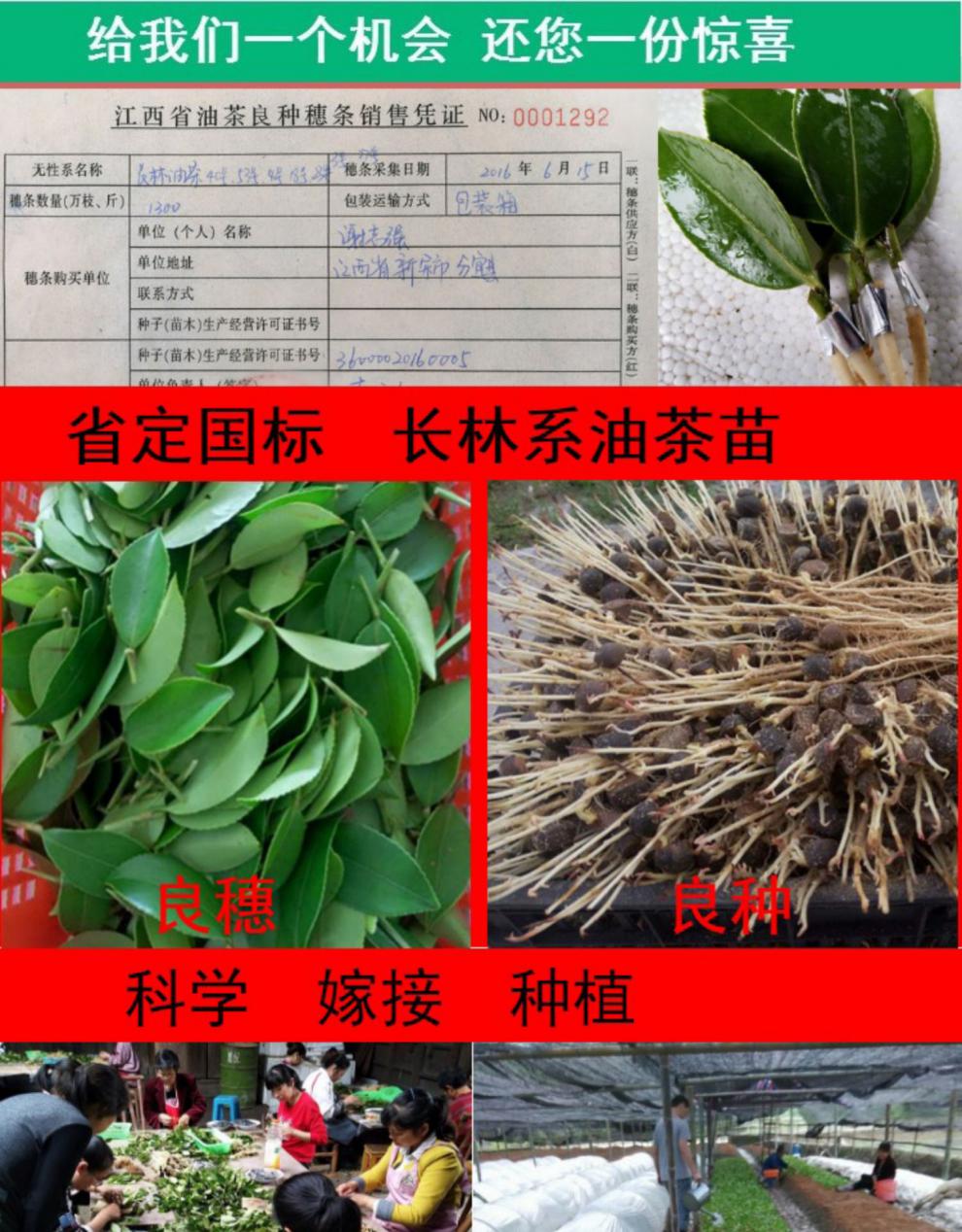 南方种植茶油树苗江西长林系油茶苗树苗嫁接高产茶子茶籽树苗长林杯苗