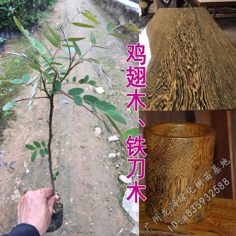 花姬蝶遇孟買正宗鐵刀木樹苗珍貴植物雞翅木苗庭院綠化木材樹種雞翅木