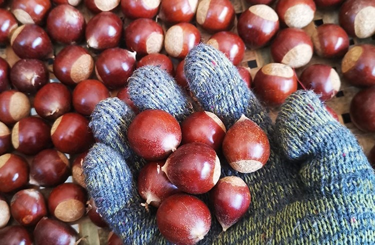 顺丰建瓯锥栗新鲜现摘圆栗子精选特大毛栗子5斤椎野生非油生板栗粟子