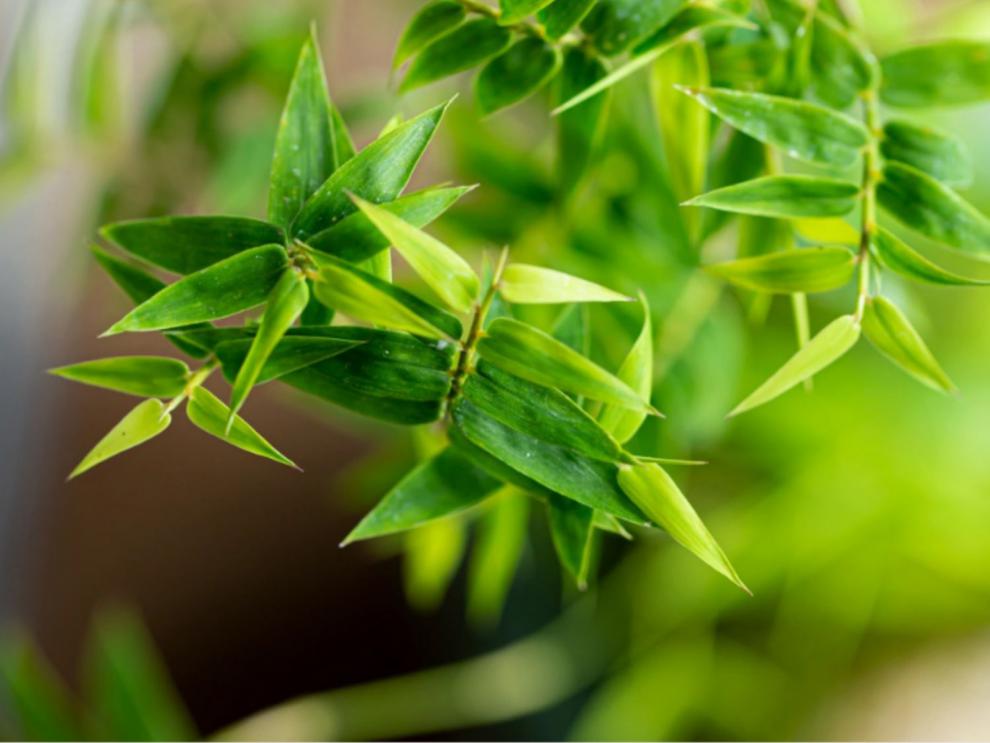 小叶米竹凤尾竹绿植盆栽紫砂盆米竹办公室新中式书房禅意盆景苔藓