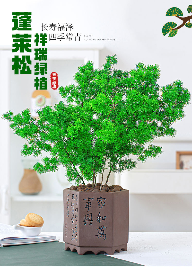 蓬萊松植物盆栽客廳室內辦公好養花卉四季常青淨化空氣蓬萊松原土球1