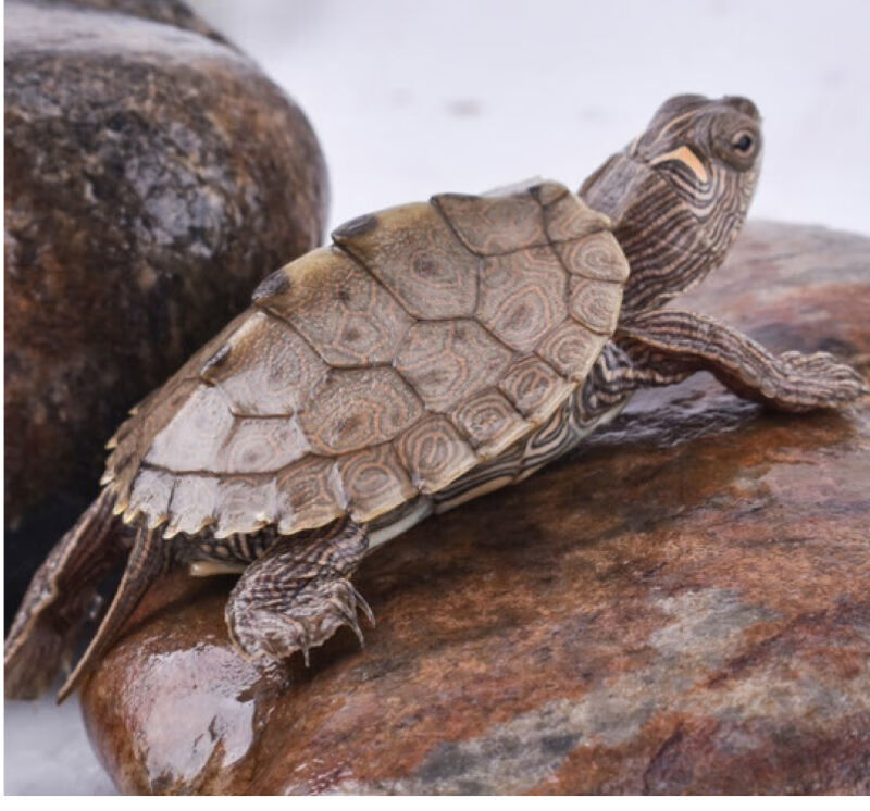 地图龟深水密西西比地图龟小乌龟活物宠物黑瘤活体观赏龟78厘米掌柜