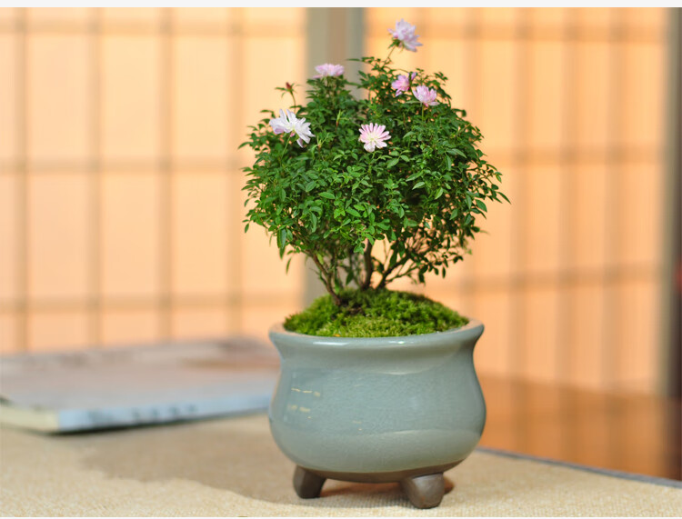 姬月季日本姬乙女姬蔷薇迷你微盆景室内阳台桌面四季花开盆栽花卉紫红