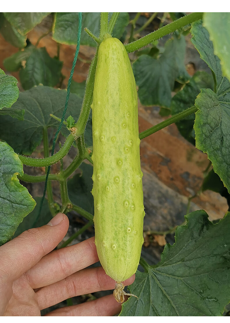 海阳白玉黄瓜新鲜小青瓜水果黄瓜山东蔬菜东北旱生吃5斤3斤精品装