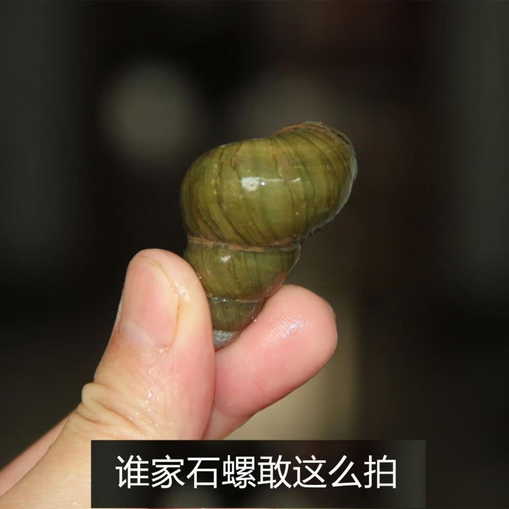 新鲜田螺活体活的石螺包活泥螺螺蛳粉螺丝肉鲜活大田螺1斤螺蛳