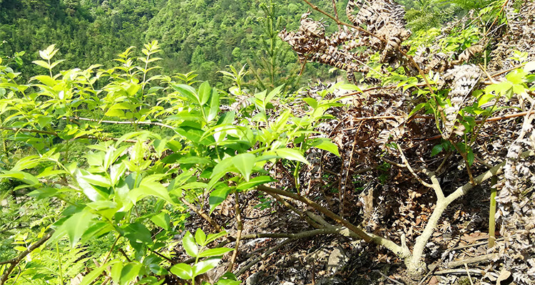 张家界莓茶特级芽尖龙须野生茅岩莓藤茶霉茶养生聚天门250g【图片