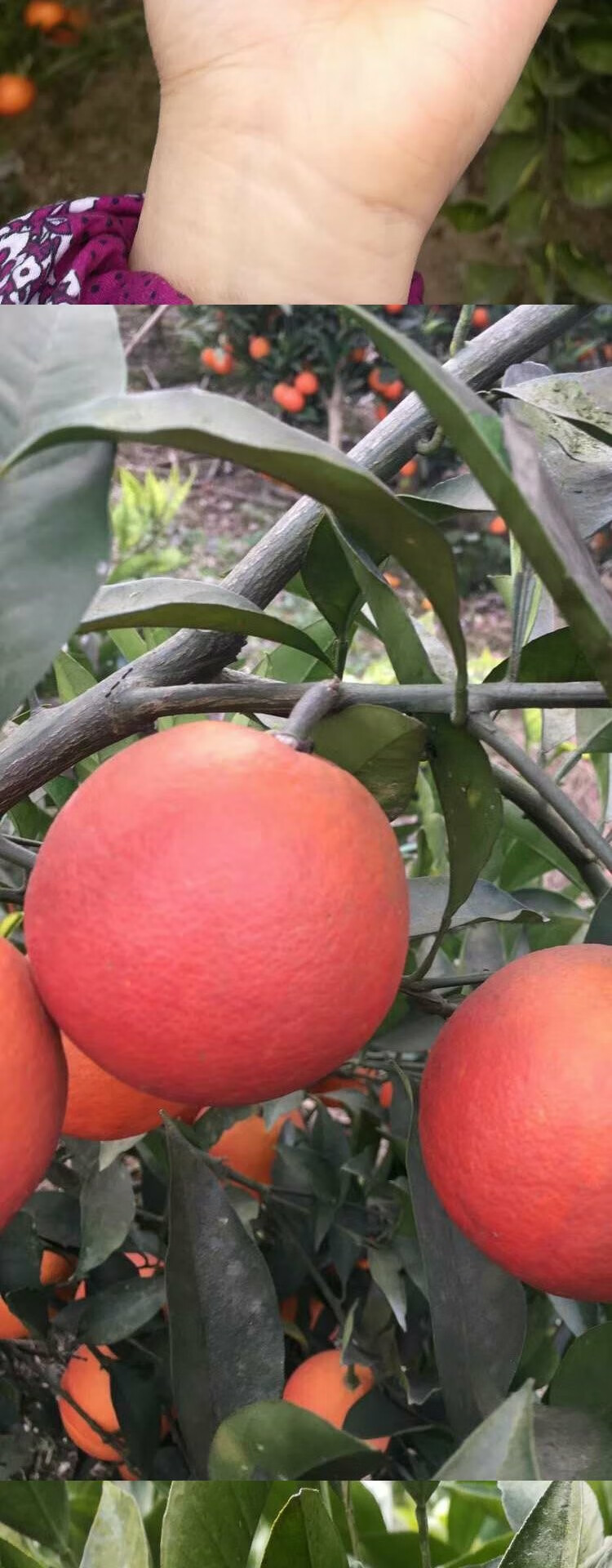 阿诺德血橙苖有玫瑰香味橙子树苖脐橙子苖塔罗科血橙苖南方北方种 3年