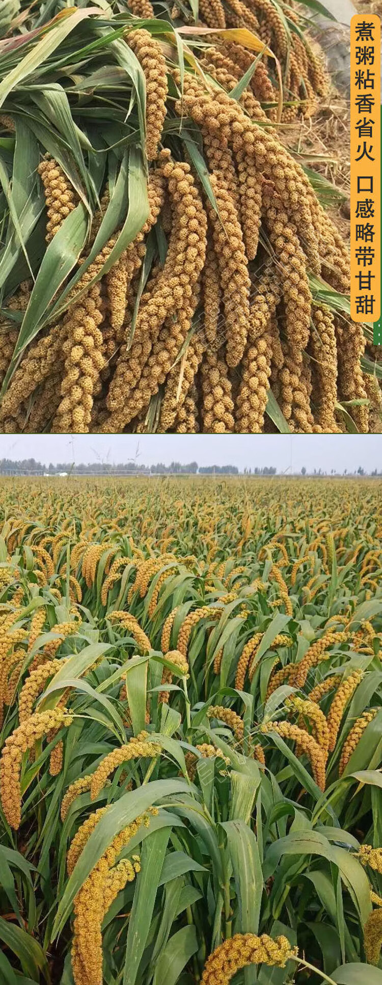 高产小米谷子红谷子种籽小香米旱稻谷种子香糯高产大田农家自种孑金