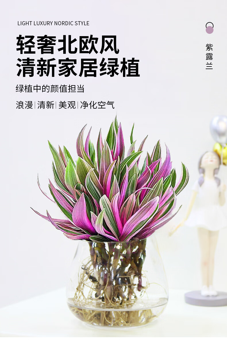 油画吊兰婚礼吊兰盆栽水培植物室内桌面绿植花卉吸甲醛婚礼油画吊兰