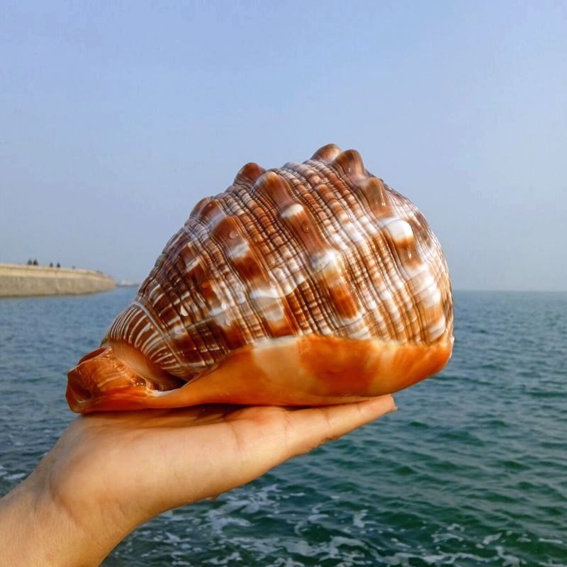 海螺贝壳工艺品 大海螺可听大海的声音黄金螺贝壳能吹响海螺号居家