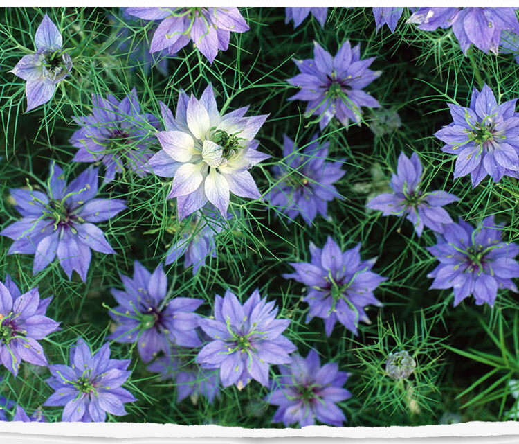 黑种草种子混色香草波斯宝石黑子草阳台盆栽植物观花种子四季易种古韵