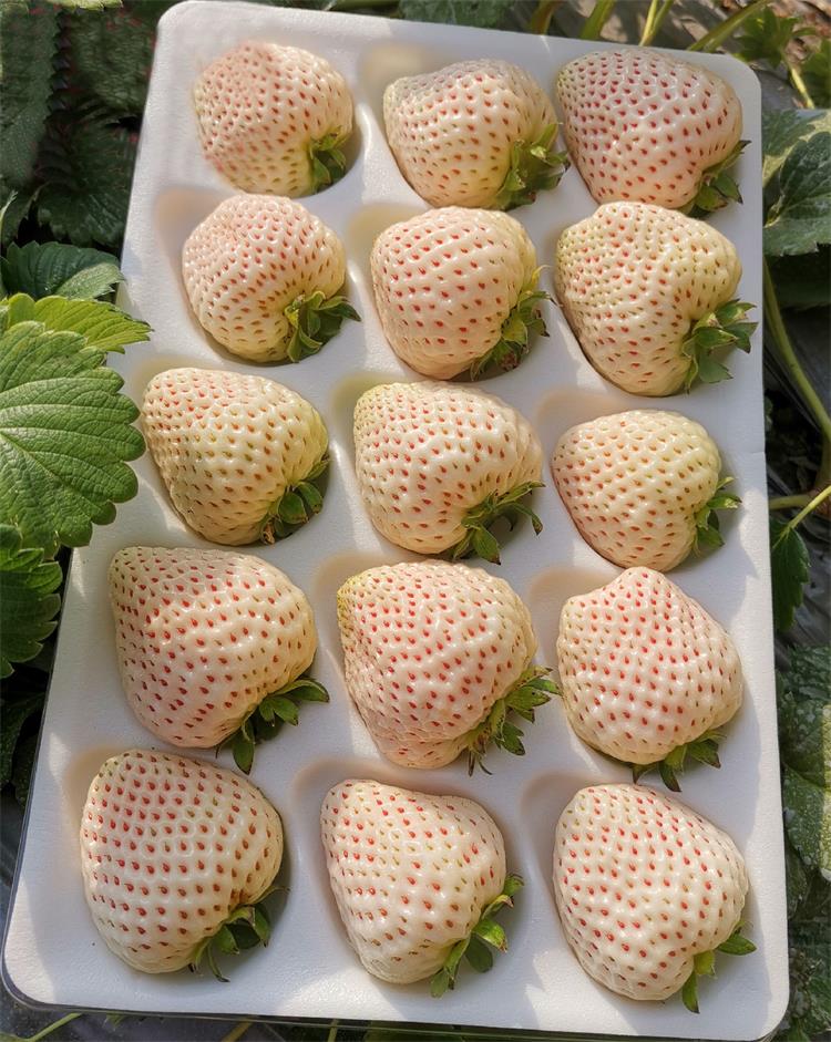 一生一世现摘现发日本天使淡雪草莓白色新鲜稀有的水果礼盒顺丰空运