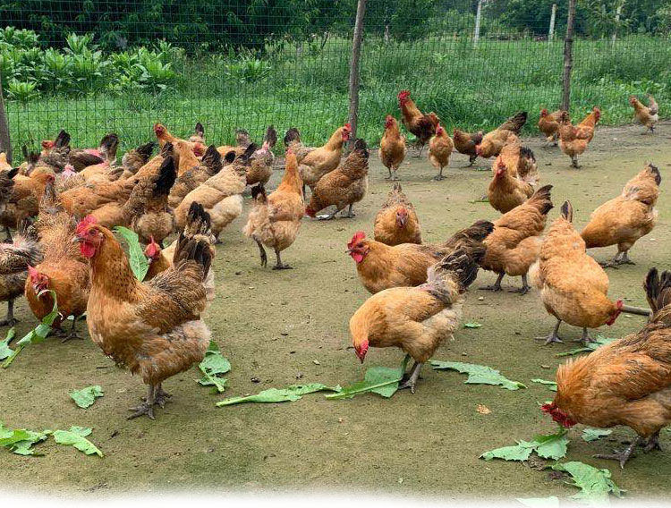 老母鸡3农家散养23年现杀老母鸡土鸡月子走地鸡笨鸡3年老母鸡2只共6斤