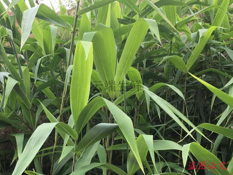 广东新鲜粽子叶野生芒叶四季叶子现摘非竹叶送绳新鲜芒粽叶300张送粽