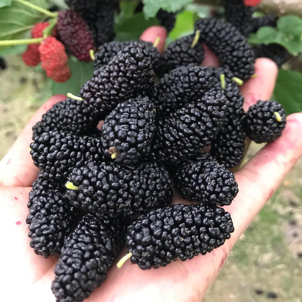 采缇4斤装新鲜桑葚果黑果现摘现发桑葚水果泡酒枸杞桑果酵素顺丰5斤装