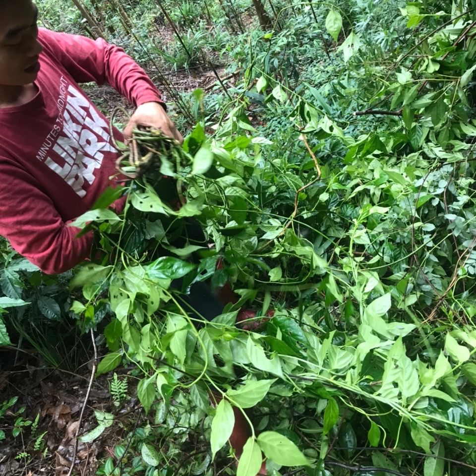 斷腸草新鮮斷腸草大茶藤胡蔓藤鉤吻【益補萃】 1000克【圖片 價格