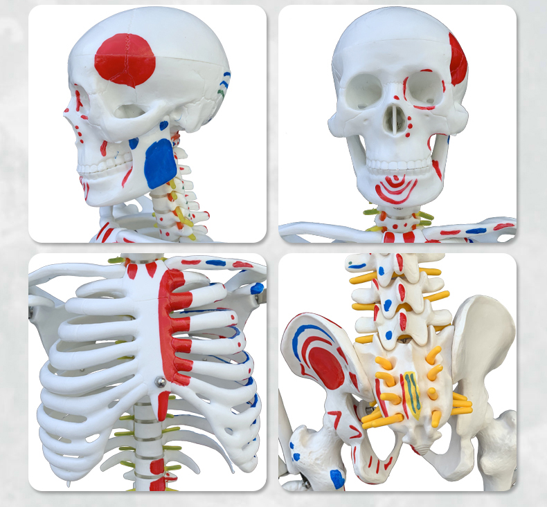 拆卸医学迷你小型全身骨骼带肌肉解剖模型玩具摆件45厘米迷你款小骨架