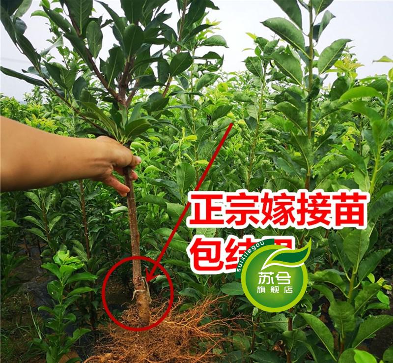 种植当年结果蜂糖李早晚熟西梅恐龙蛋美人醉脱骨李脆皮红心黑巨李子苗