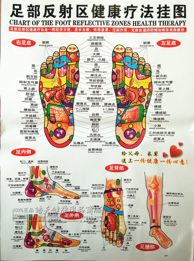 足底按摩穴位图足部反射区挂图脚底针灸点穴经络挂图棒笔书人体红色 图片价格品牌报价 京东 足底按摩穴位图足部反射区挂图脚底针灸点穴经络挂图棒笔书人体红色 图片价格品牌报价 京东