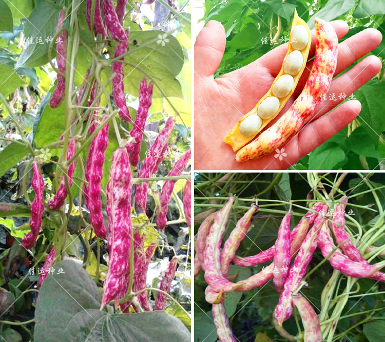 五彩花豆角矮生四季豆不需搭架肾豆籽沙面口感好吃原厂包装810粒x3包