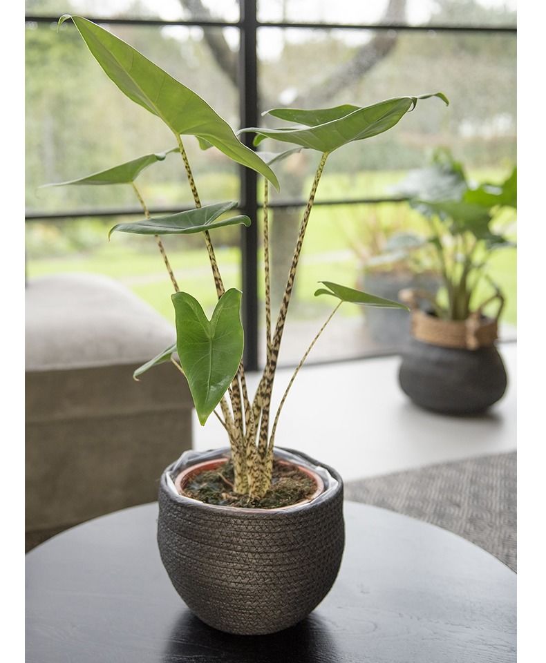 精选绿植园艺海芋萨利安彩叶芋斑马美酒白掌盆栽室内绿植花卉耐阴好养