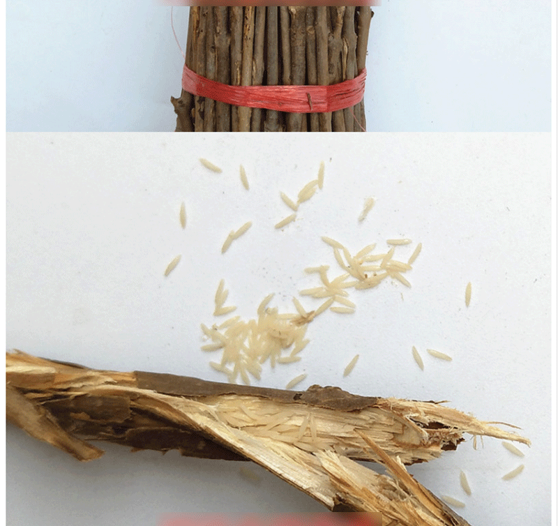 知了猴种子金蝉种卵养殖技术蝉卵枝金蝉养殖蝉卵枝种苗金蝉卵枝100根