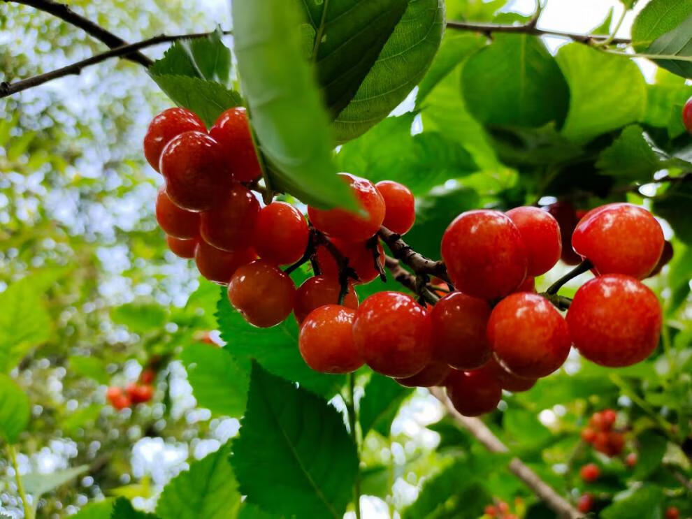顺丰保鲜运输四川攀枝花米易黄草小樱桃国产土樱桃恩特儿新鲜当季孕妇