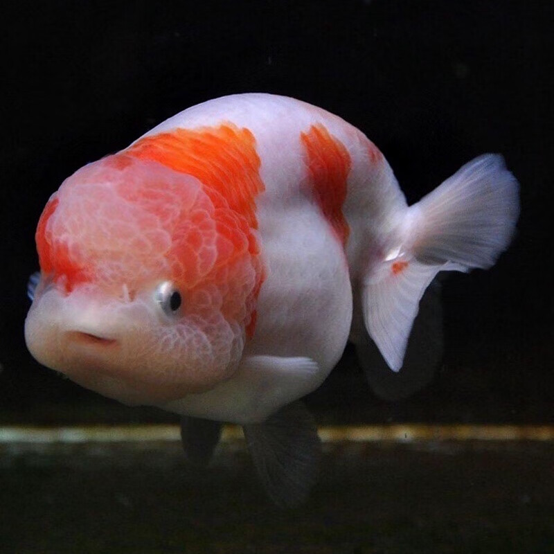 兰寿金鱼活体活鱼大尺寸潘氏小尾奶牛兰寿水墨玉兔虎皮重墨红白寿客厅