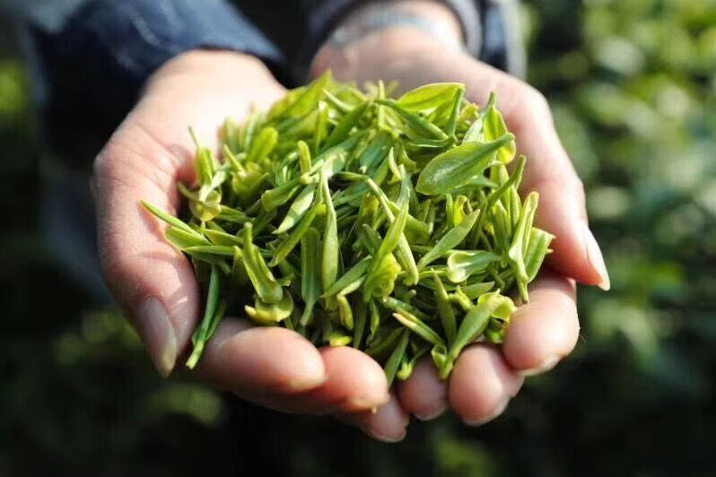 莫干山黄芽75g罐莫干黄芽2021新茶春明前高山云雾绿茶莫干山旅游特产