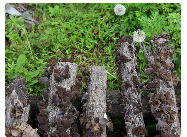 门稻大木耳干货东北特产长白山黑木耳猪耳朵木耳东北黑木耳高泡发