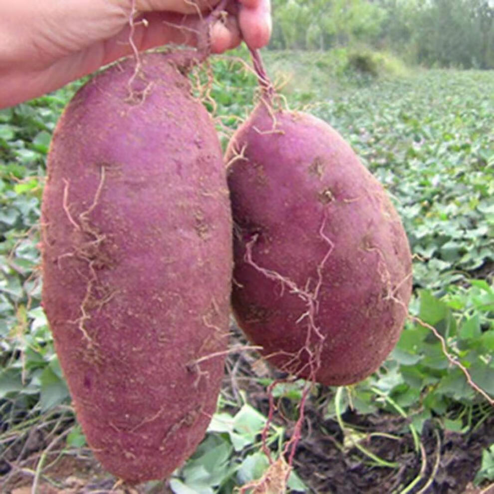 年货精选沙地紫薯紫罗兰红薯新鲜蔬菜地瓜番薯粉糯香甜2斤5斤10斤10斤
