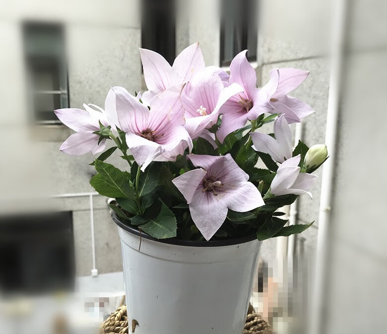 洋桔梗花苗中华桔梗盆栽室内阳台庭院鲜花植物带花苞多年生铃铛花