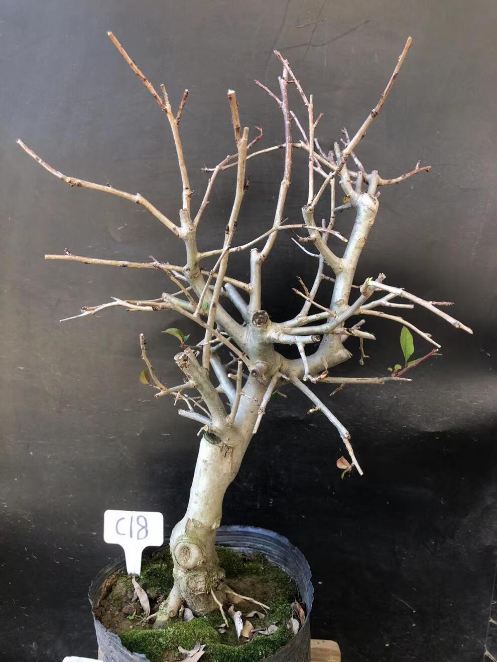 垂丝海棠植物室内好养植物老桩花卉树苗盆栽海棠盆景花卉盆栽红色 8年