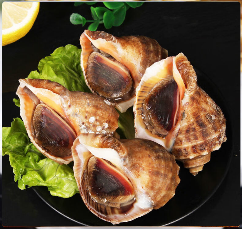 海螺新鲜鲜活大海螺海捕现发超肥海鲜水产罗菲迪新四斤装810只斤