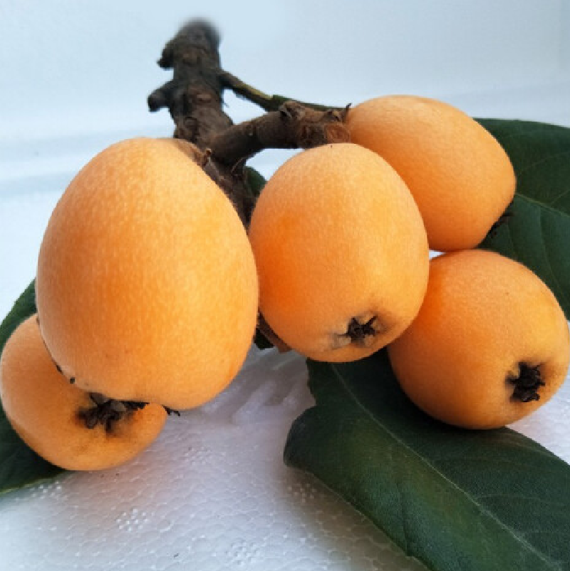 真味郎大五星米易枇杷带箱5斤巨大果当季新鲜枇杷甜四川枇杷甜孕妇