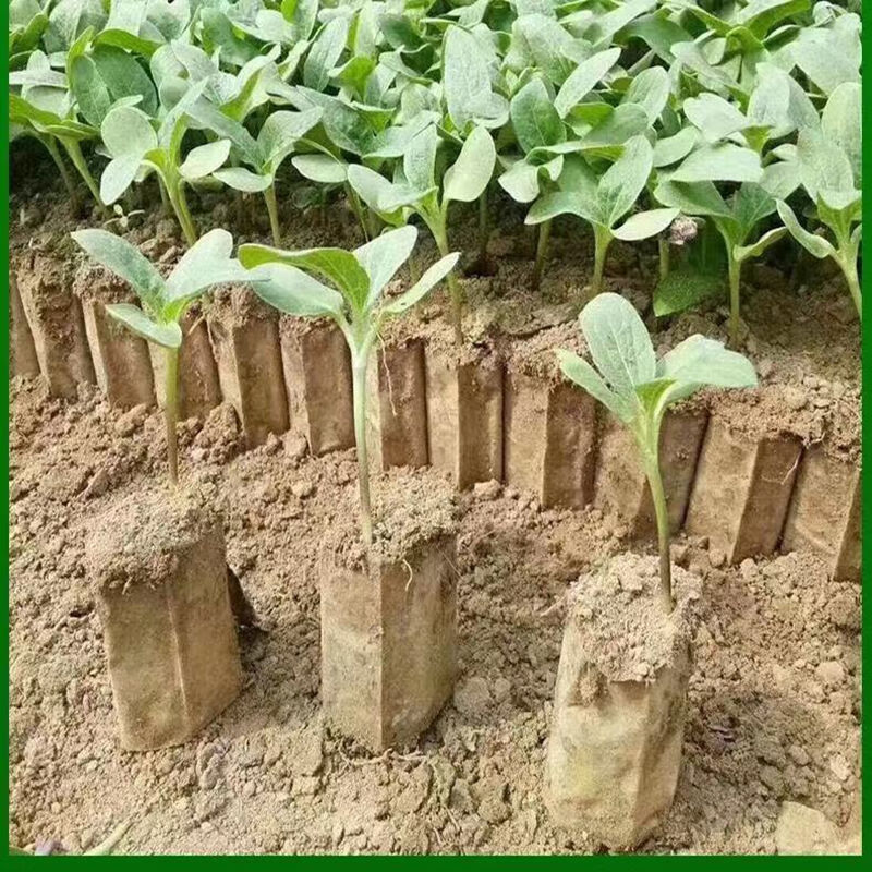 育苗纸筒杯新型蜂窝育苗袋纸质育苗盘营养钵蜂巢育苗杯育苗纸筒 5.