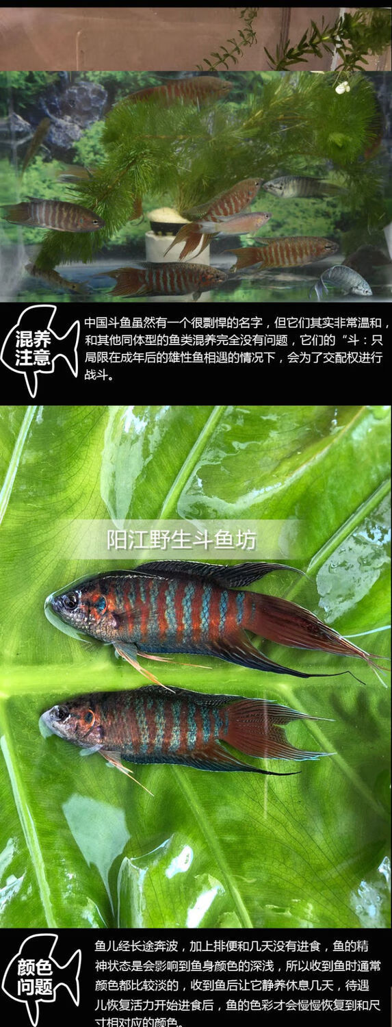 中国斗鱼活鱼观赏鱼野生普叉好养耐活小型冷淡水养不死的懒人鱼苗大鱼