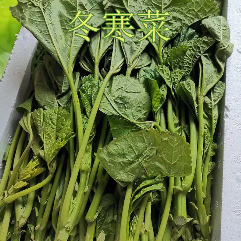 四川冬寒菜冬苋菜新鲜蔬菜马蹄菜冬汉菜现摘现发1234斤泡沫箱冬寒菜3