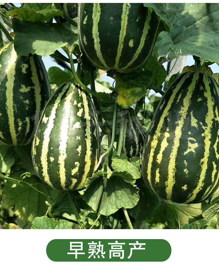 博卉红到边甜瓜种子花皮红瓤超甜冰糖子春秋冬季香瓜种籽庭院水果种孑