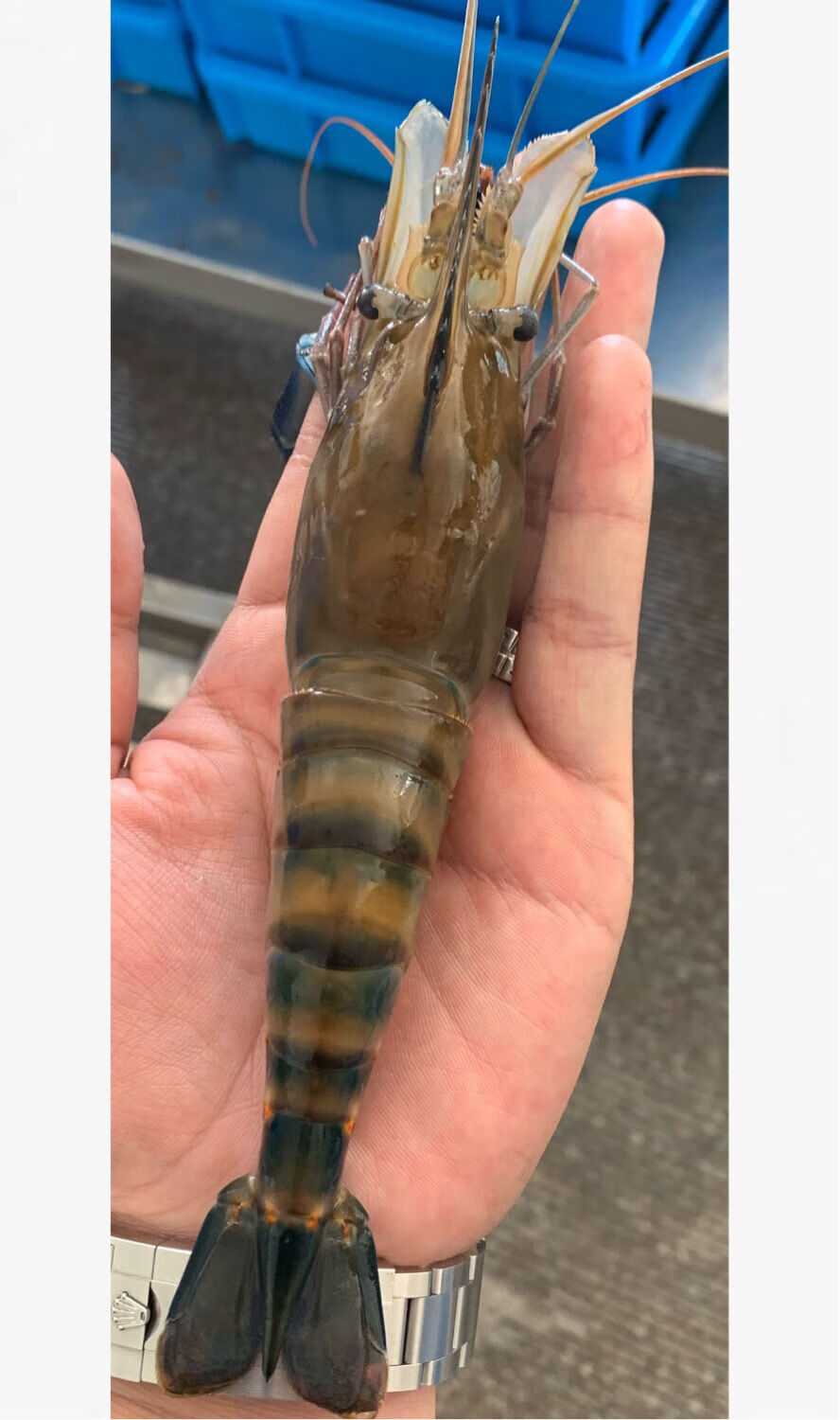 罗氏沼虾大青虾马拉西亚大虾罗氏虾淡水虾1618cm25斤