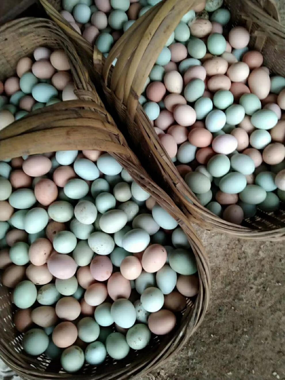 【初生蛋】山林散养绿壳乌鸡蛋土鸡蛋柴鸡蛋笨鸡蛋乌骨鸡蛋绿皮 40枚