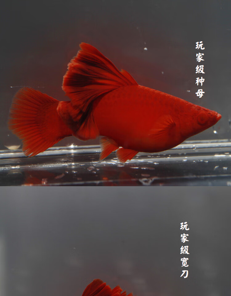 荣郁高鳍红箭鱼苗菊花帆红剑鱼狼牙热带鱼观赏鱼刀公新品5个月精品高