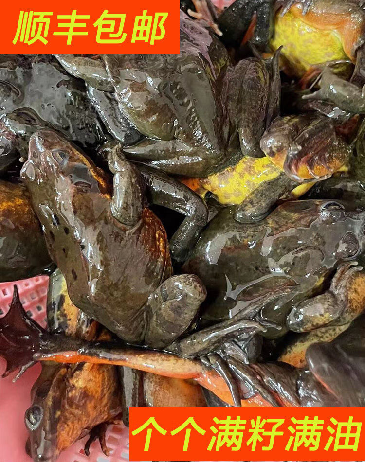 蛤母豹子 多规格 新鲜东北蛤蟆 长白山特产 鲜活活林蛙新出河母豹子 1