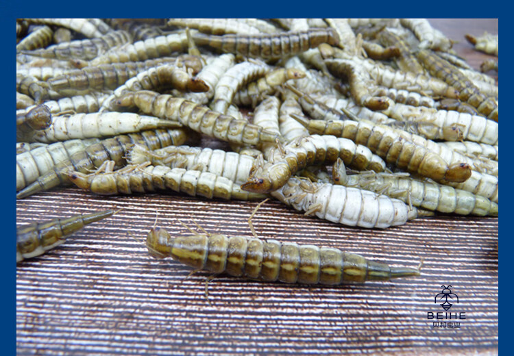 新鲜金边龙虱幼虫水蜈蚣鲜香味美食用昆虫油炸烧烤虫子500克