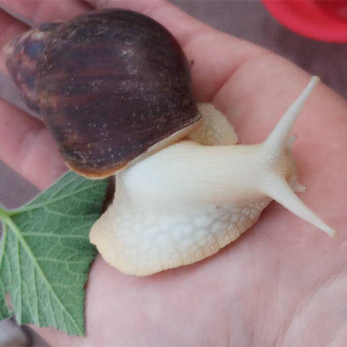 寵物蝸牛白玉蝸牛活體學生幼兒園觀賞小蝸牛美容食用養殖巨型特大小