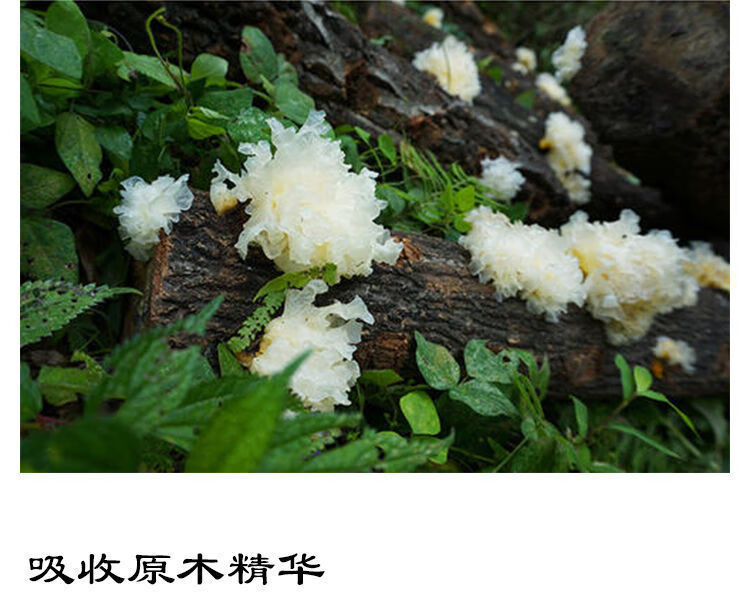 神农架椴木银耳糯耳白木耳熏新鲜小雪耳干货椴木小朵银耳50克