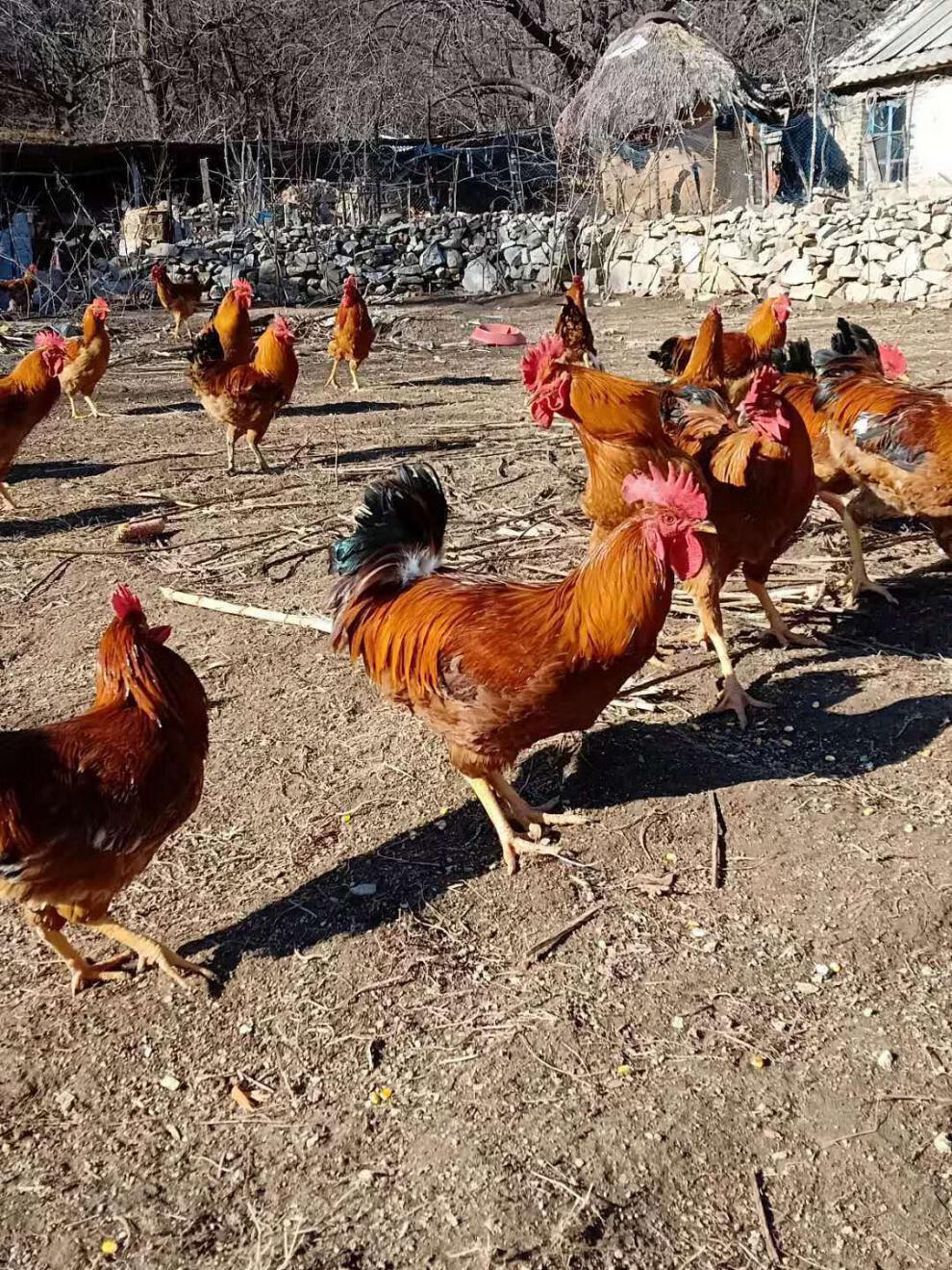 宰杀后净重6斤【年货】 林间散养公鸡【囎炖料包】【图片 价格 品牌